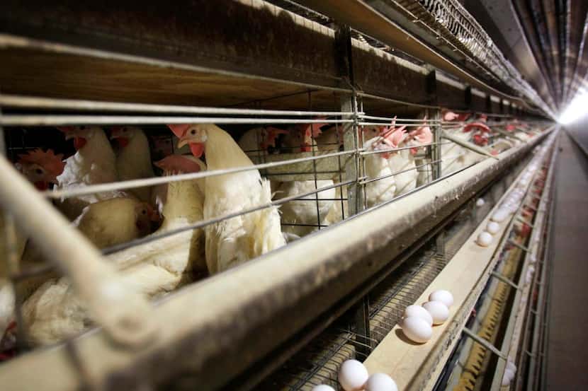 An egg producer will "depopulate” 1.6 million laying hens and 337,000 pullets at one of its...