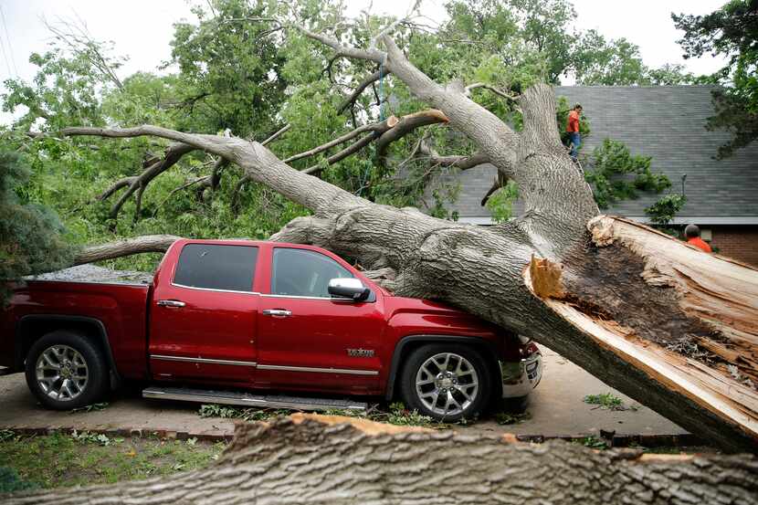 A red oak tree that was planted in 1963 sits atop a truck and a house after a tornado passed...