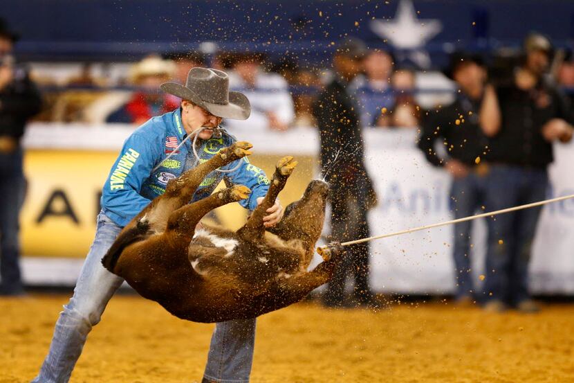 Tie-down roper Tuf Cooper, of Decatur, flips a calf before wrapping him up during the...