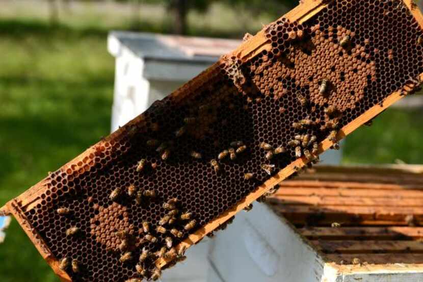 
Honey bees swarm a layer of honeycomb at Phil Lewis and Jay Houston's hives in Garland.
