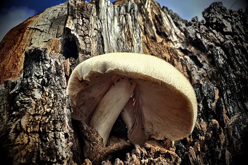  Mushroom growing inside Stump #1 - 4/2016  Â© Guy Reynolds