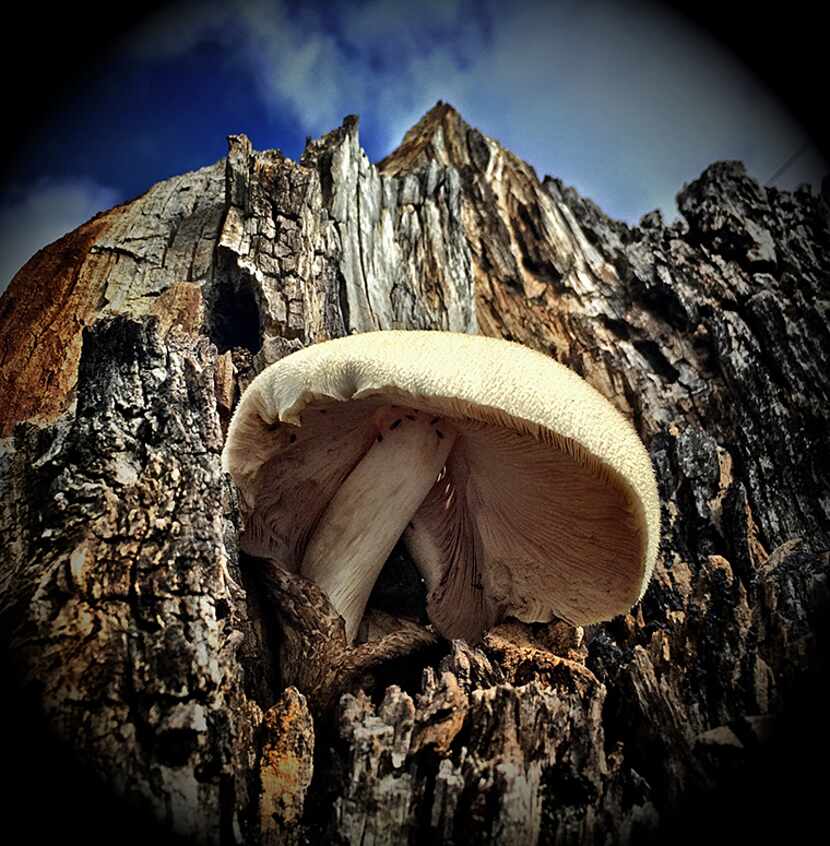  Mushroom growing inside Stump #1 - 4/2016  Â© Guy Reynolds