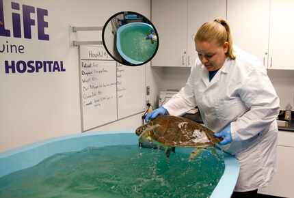 Krista Huebner, senior aquarist at Sea Life Grapevine, removes Frio from her holding tank...