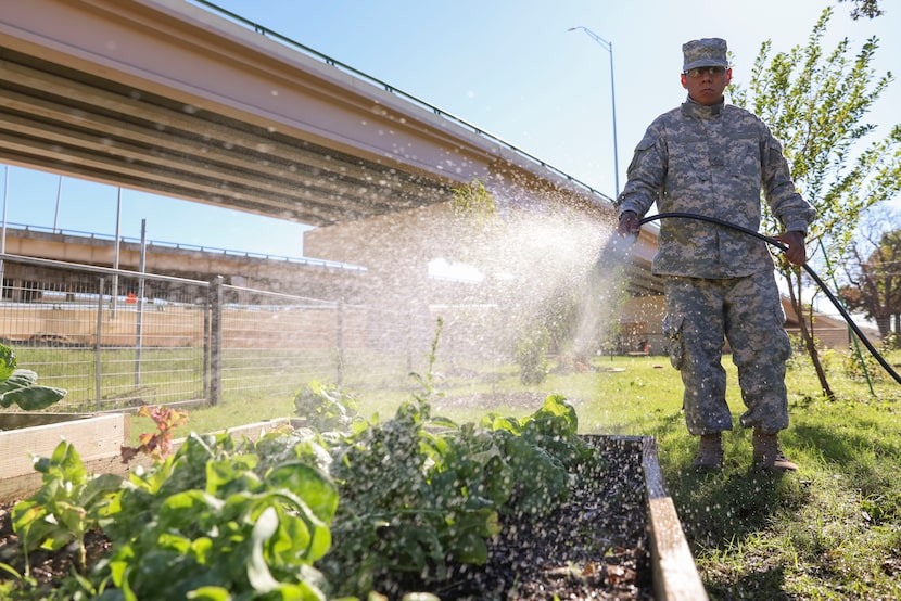 Men of Nehemiah member Ricky Zubia waters the nursery bed in the garden, on Thursday, Nov....