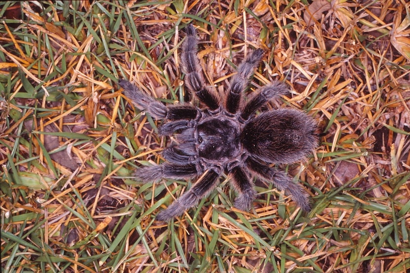 Tarantulas may look dangerous but they are not.