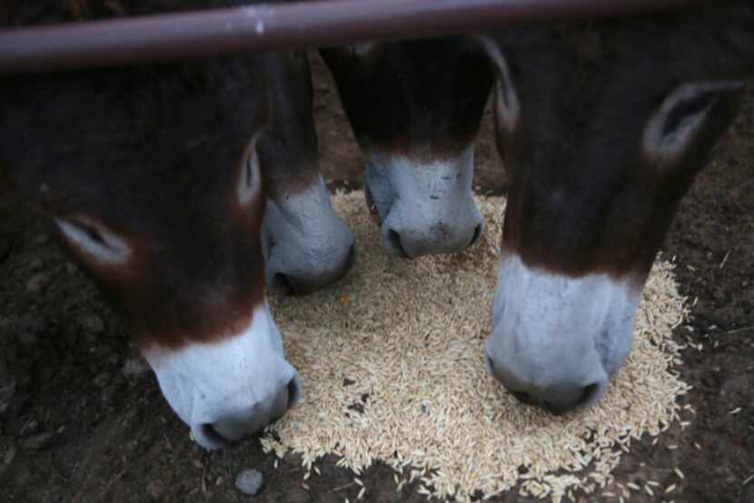 Donkeys munch on corn at the livestock center. Hundreds have been abandoned in the past year.