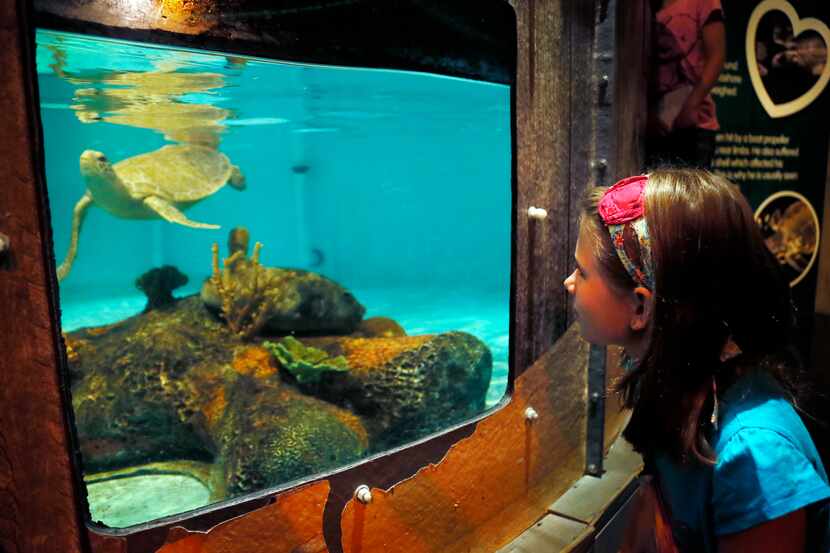MAYA WATCHES  a rescued turtle swim around in the tank at Sea Life Aquarium in Grapevine....