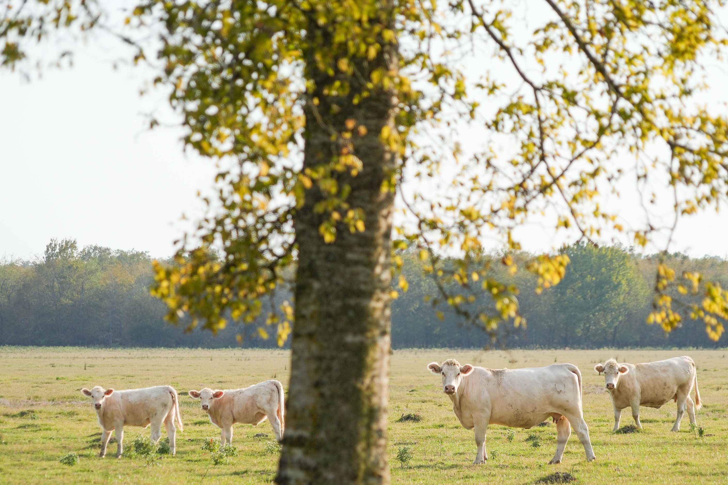 Cattle graze in a pasture that would be completely submerged by the proposed Marvin Nichols...