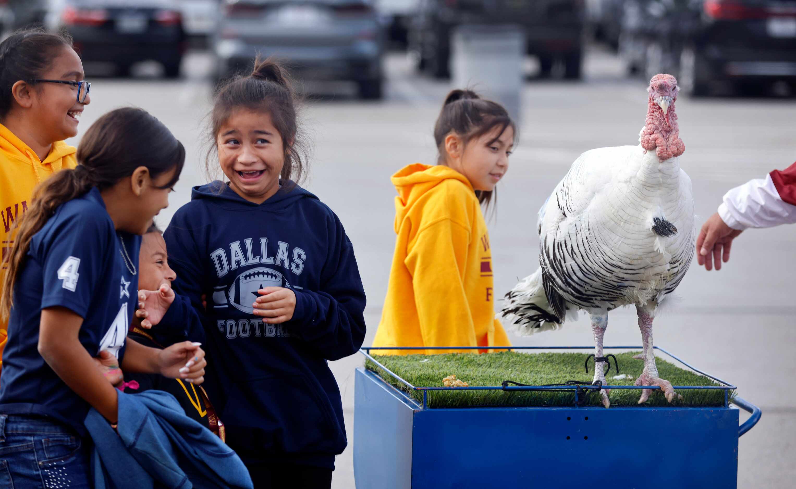Dallas Cowboys fan Gianna Tapia, 10, of Irving, Texas reacts to Tailgate Tom the turkey at...