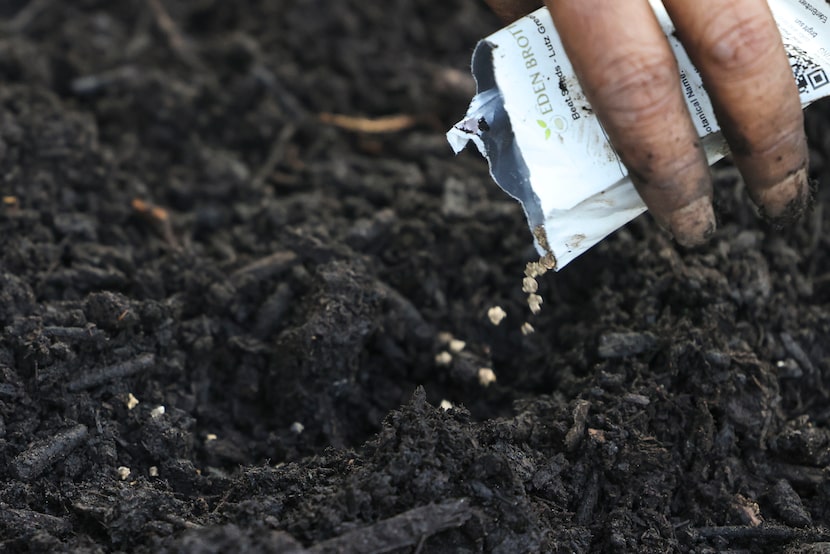 Veronica Petty, a Lancaster-based farmer and master gardener, plants seeds on a nursery bed...