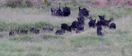 Zada Pemberton, whose family's home is near historic Big Spring, took this photo of feral...