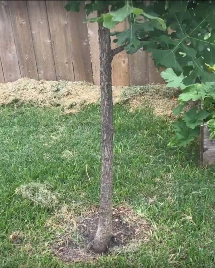Howard Garrett recommends the owner stake this bur oak tree, so the root flare can grow out...