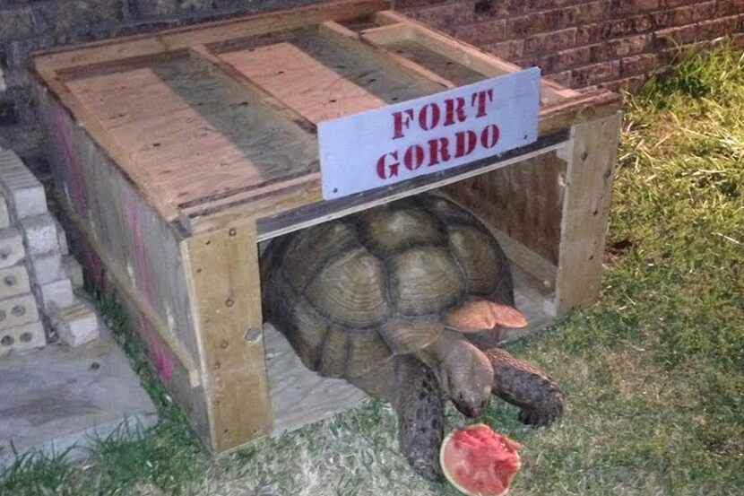  Gordo the tortoise enjoys a watermelon. (Dallas Animal Services)