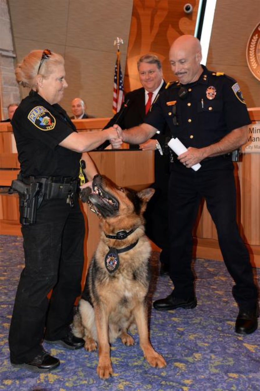 
Wylie Police Deparment’s K-9, Caro, looks up to his partner, Officer Brenda Martin, as she...