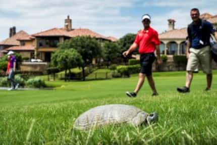  A turtle visits the AT&T Byron Nelson. (Smiley N. Pool/Dallas Morning News)