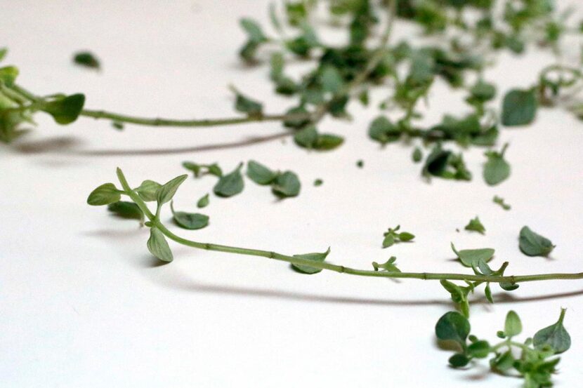 
Once the leaves of thyme are dry, strip them from the branches. Herb leaves maintain flavor...