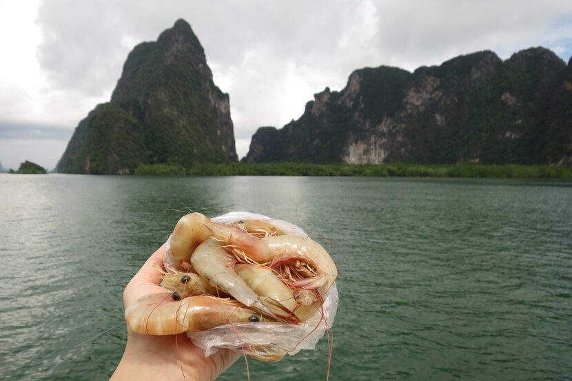 Jumbo shrimp purchased at the Muslim stilt village Ko Pan Yi in the north of Phang Nga Bay.