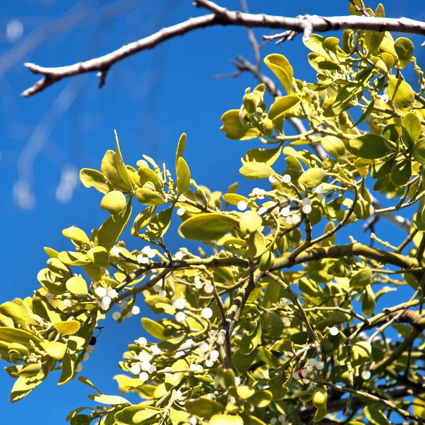 Mistletoe rarely kills trees, but it weakens them enough that their life expectancies may...