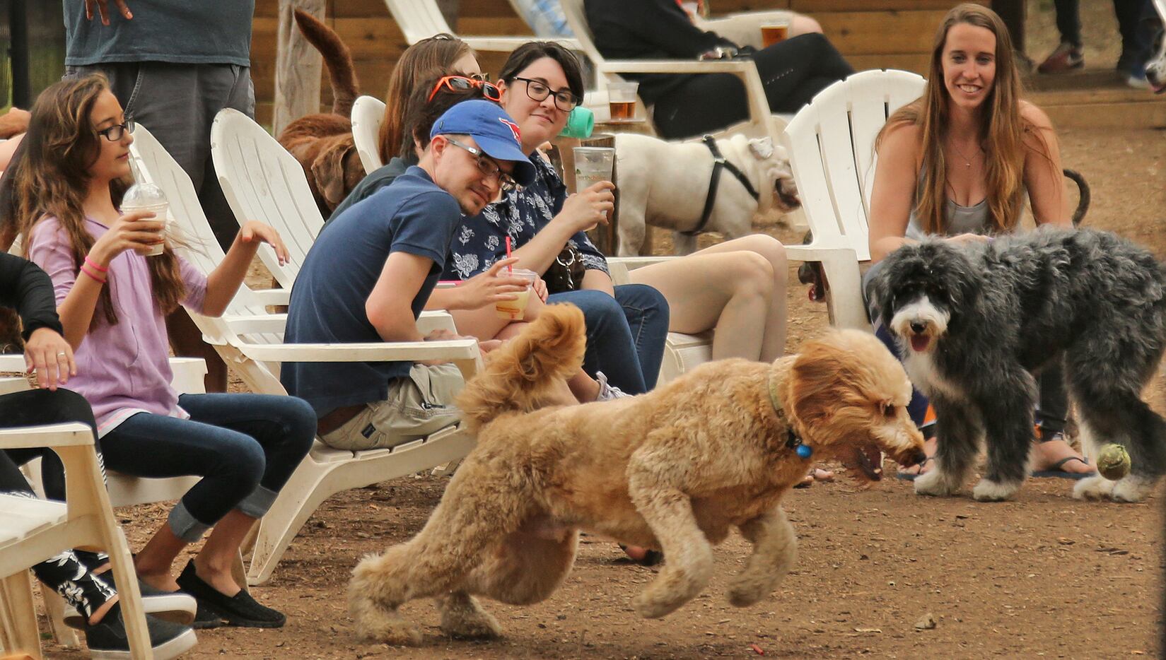 Dog owners relax as their pets play at Mutts Canine Cantina in Uptown just outside of...