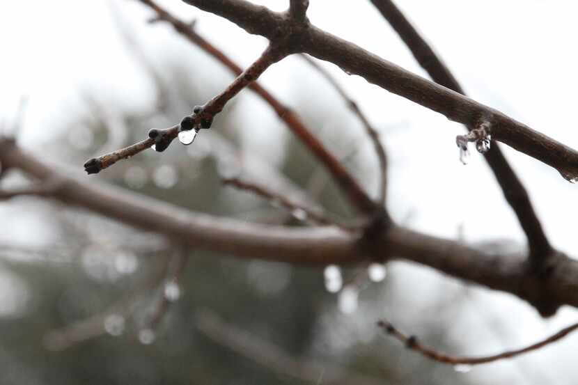 Ice began forming on trees in McKinney on Wednesday as a winter storm blew through North Texas.