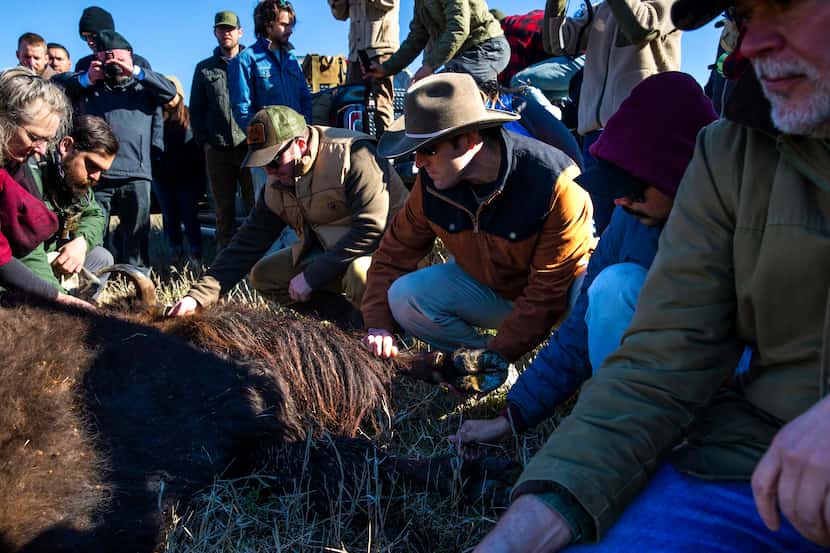 John Dilday (center), from Fort Worth, Texas, gently touches the body of bison 26 shortly...