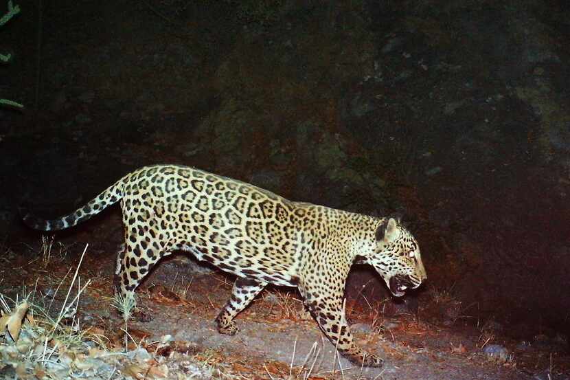 Esta foto de junio del 2013 muestra un jaguar en las montañas de Santa Rita, Arizona, lugar...