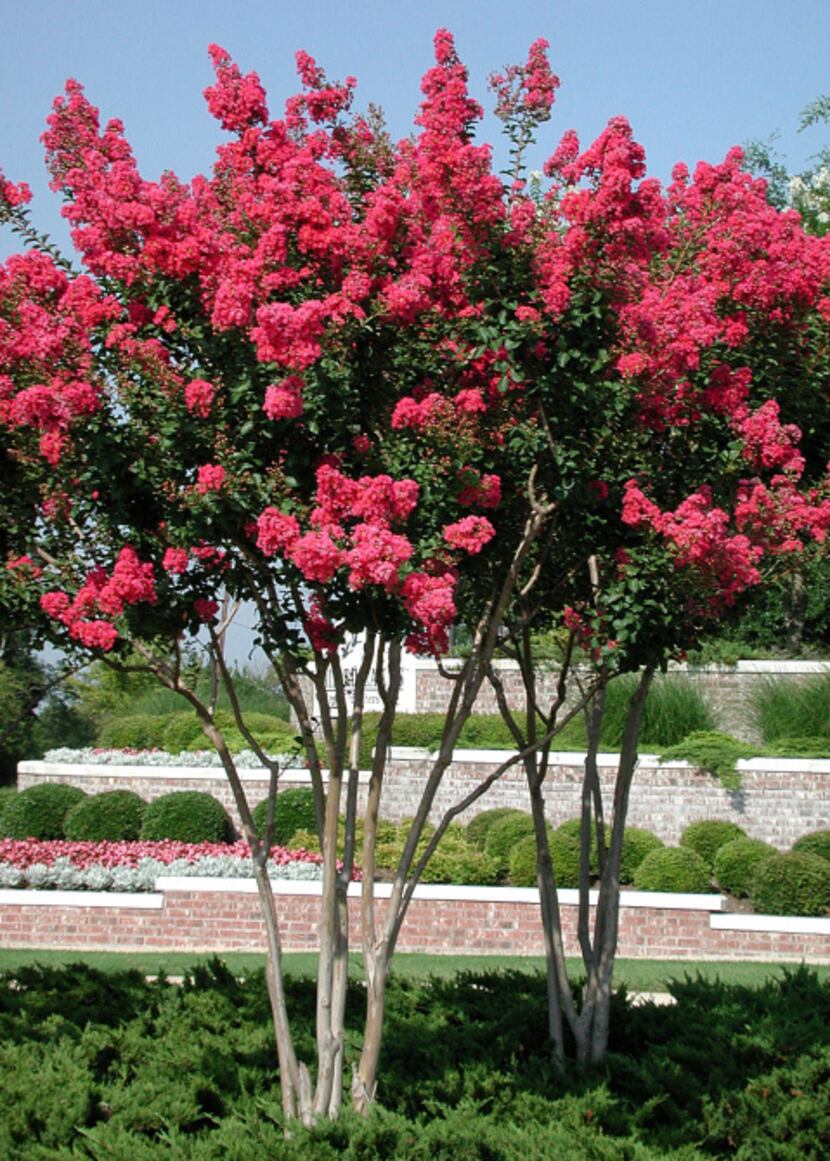 Young Tuscarora crape myrtles highlight the entry to a neighborhood.