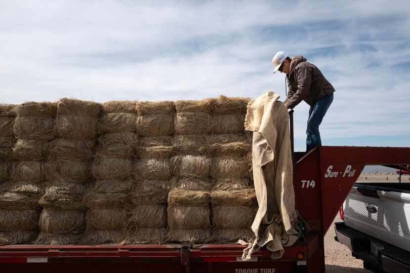 Janice Vickers, 74, brings in a load of hay from their ranch in Nocona that she and her...
