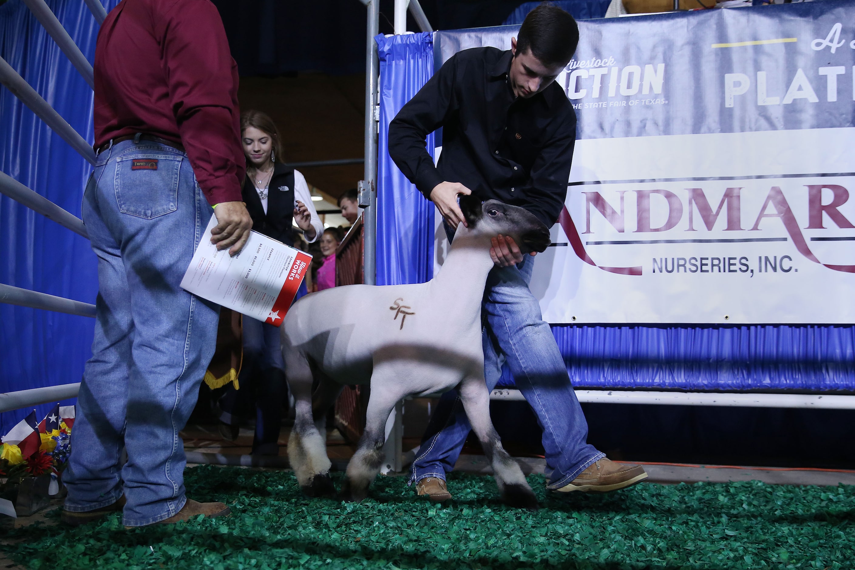 Kolton Neuse enters with his grand champion lamb during the State Fair of Texas Youth...