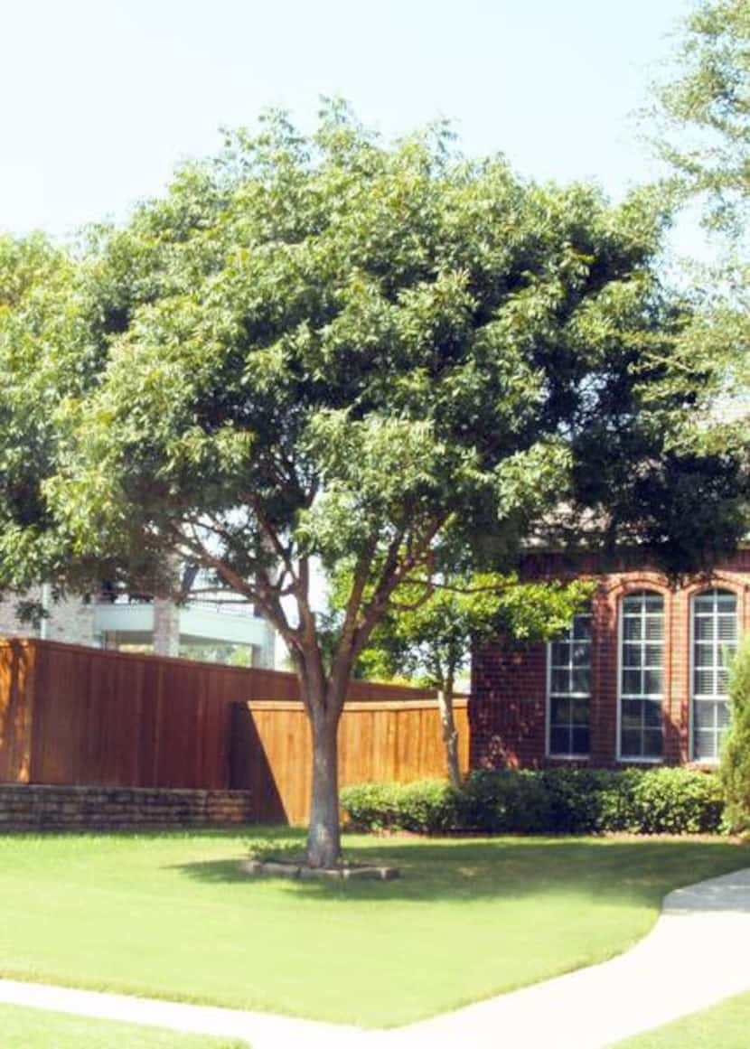 
Chinese Pistachio trees are non-native, but offer a large canopy of shade. They’re worth...