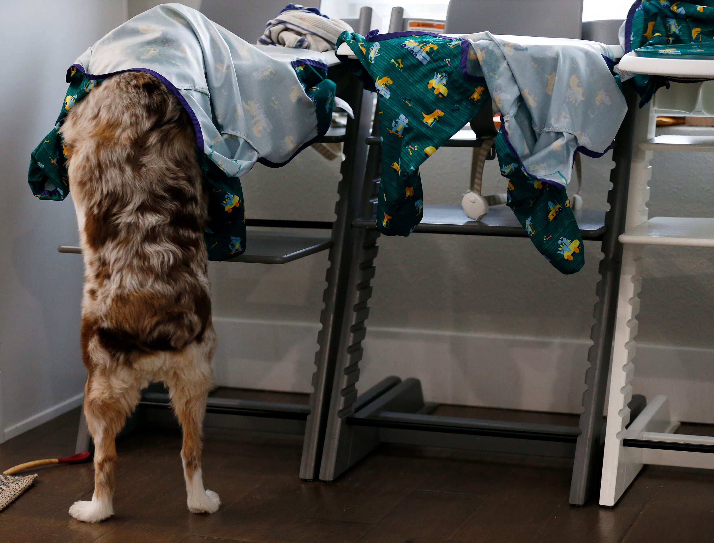 Zeke searches for what's leftover from lunch in the high chair after lunch at their house on...