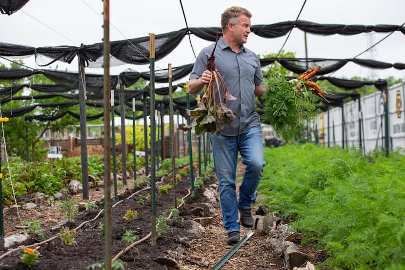Daron Babcock, director de Bonton Farms, cosecha zanahorias en la granja urbana que es un...