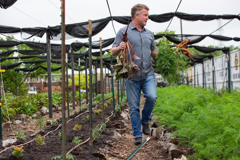 Daron Babcock, executive director of Bonton Farms, harvests carrots from the South Dallas farm.