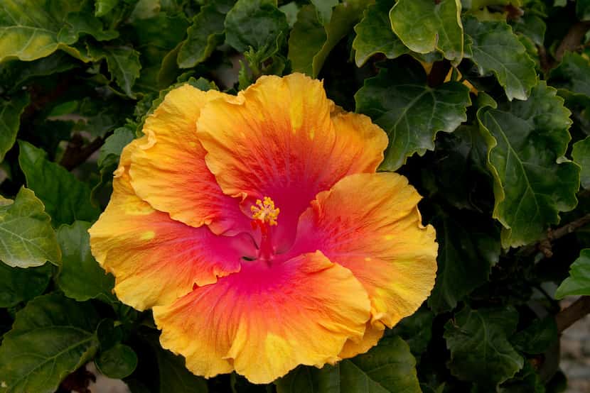 'The Path' hibiscus from Monrovia