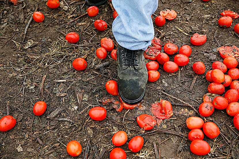  Patrick Wright, the farm manager, crushes tomatoes for chickens to eat at Bonton Farms in...