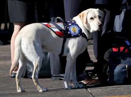 President George H.W Bush's service dog Sully stands with members of the Bush family during...