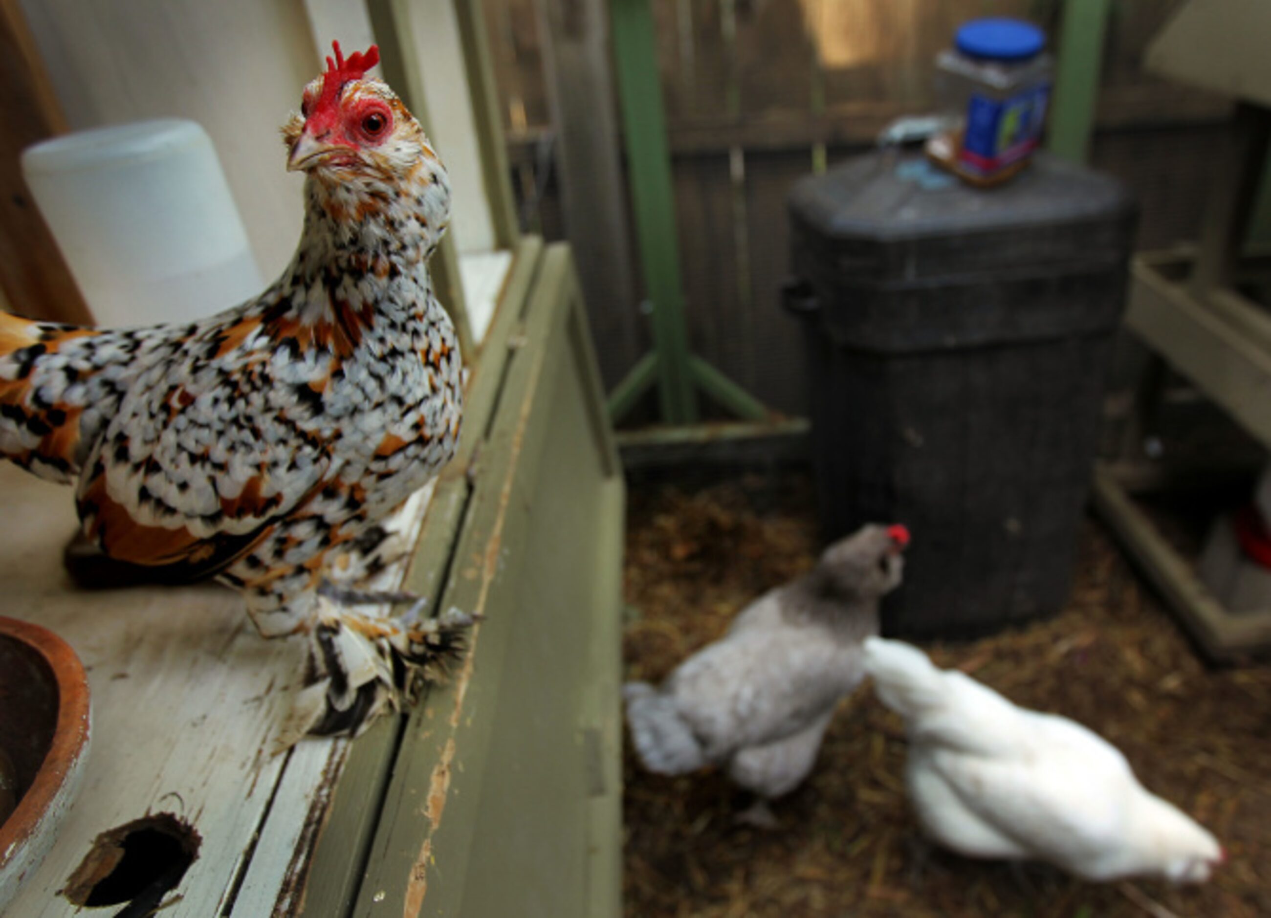 A curious chicken in Greene's garden.