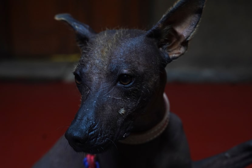 Un perro de raza Xoloitzcuintle llamado Pilón, descansa antes de una conferencia de prensa...