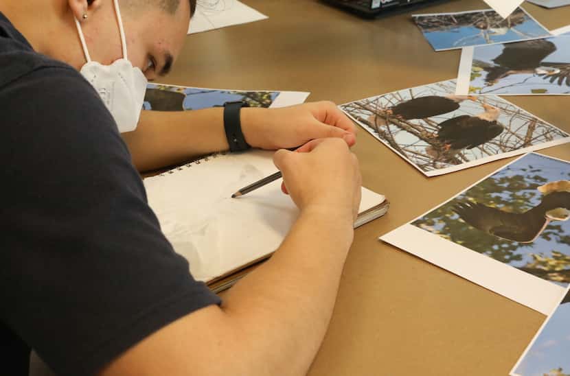 Dallas Academy student Daniel Pinkston-Hayes works on a bald eagle sketch during class on...