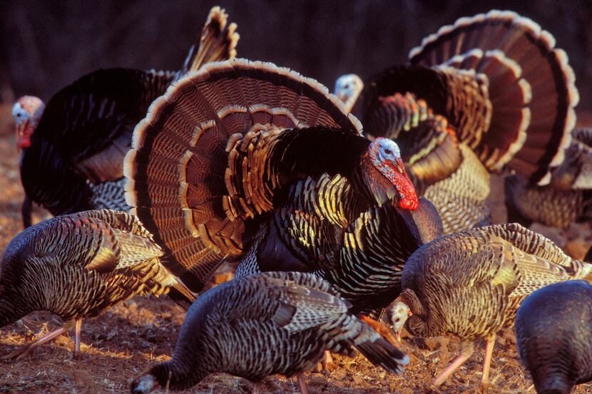 Spring turkey hunting is an exhilarating sport that is played out on colorful stages across...