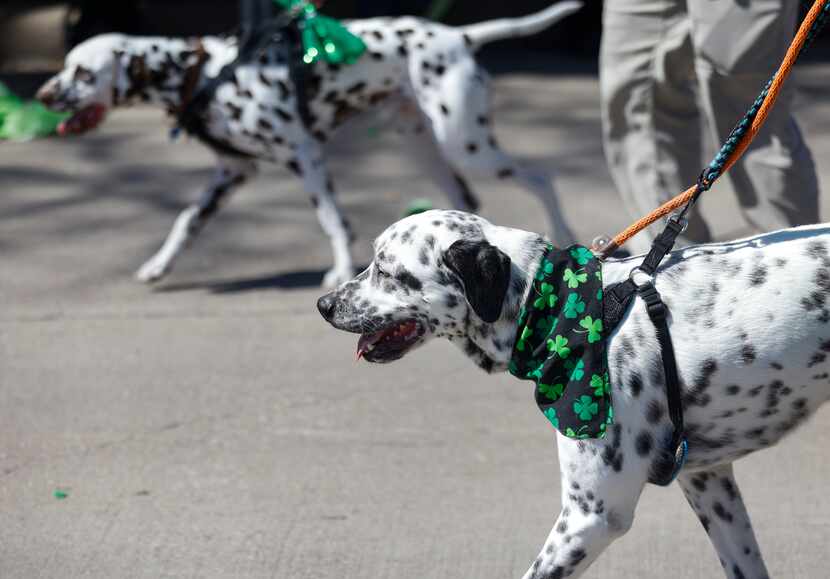 Dalmatians walk in Dallas’ annual St. Patrick’s Day parade on Saturday.