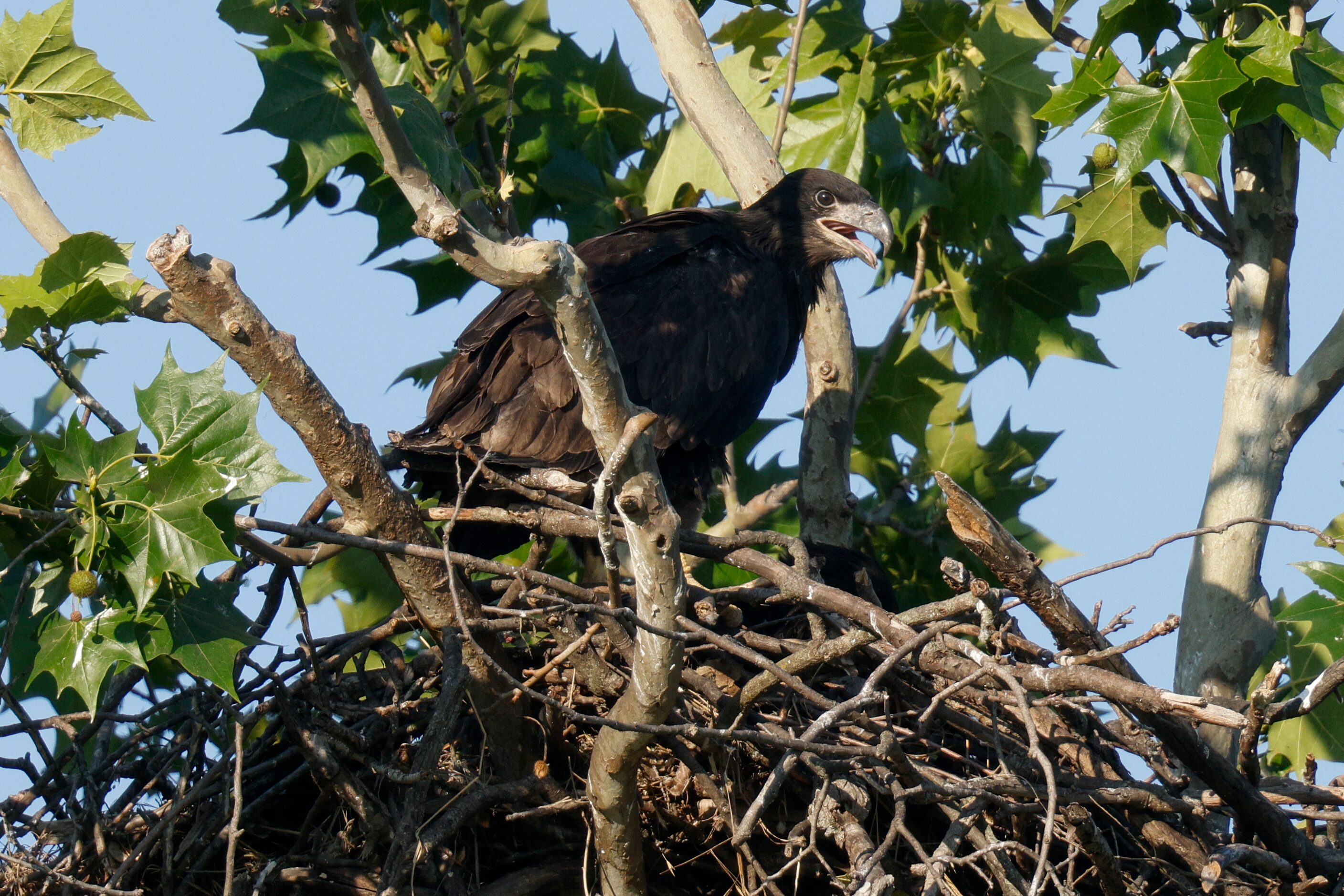 An eaglet sits atop its nest near White Rock Lake, Tuesday, May 14, 2024, in Dallas.