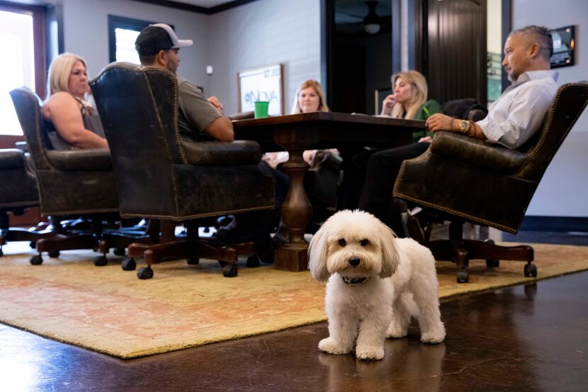 Coco looks at the camera as the Nova team meets on Aug. 19 at Nova Landscape Group in Lavon.