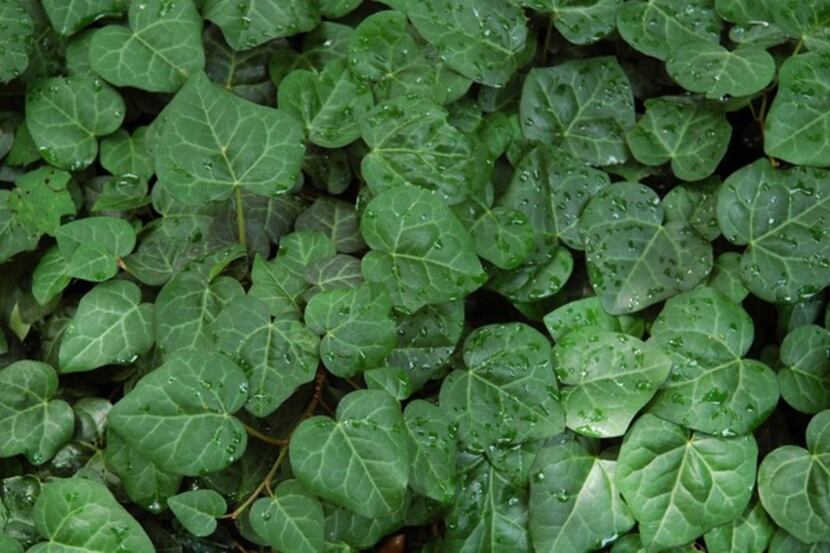 Persian ivy is a good English ivy substitute for complete shade.