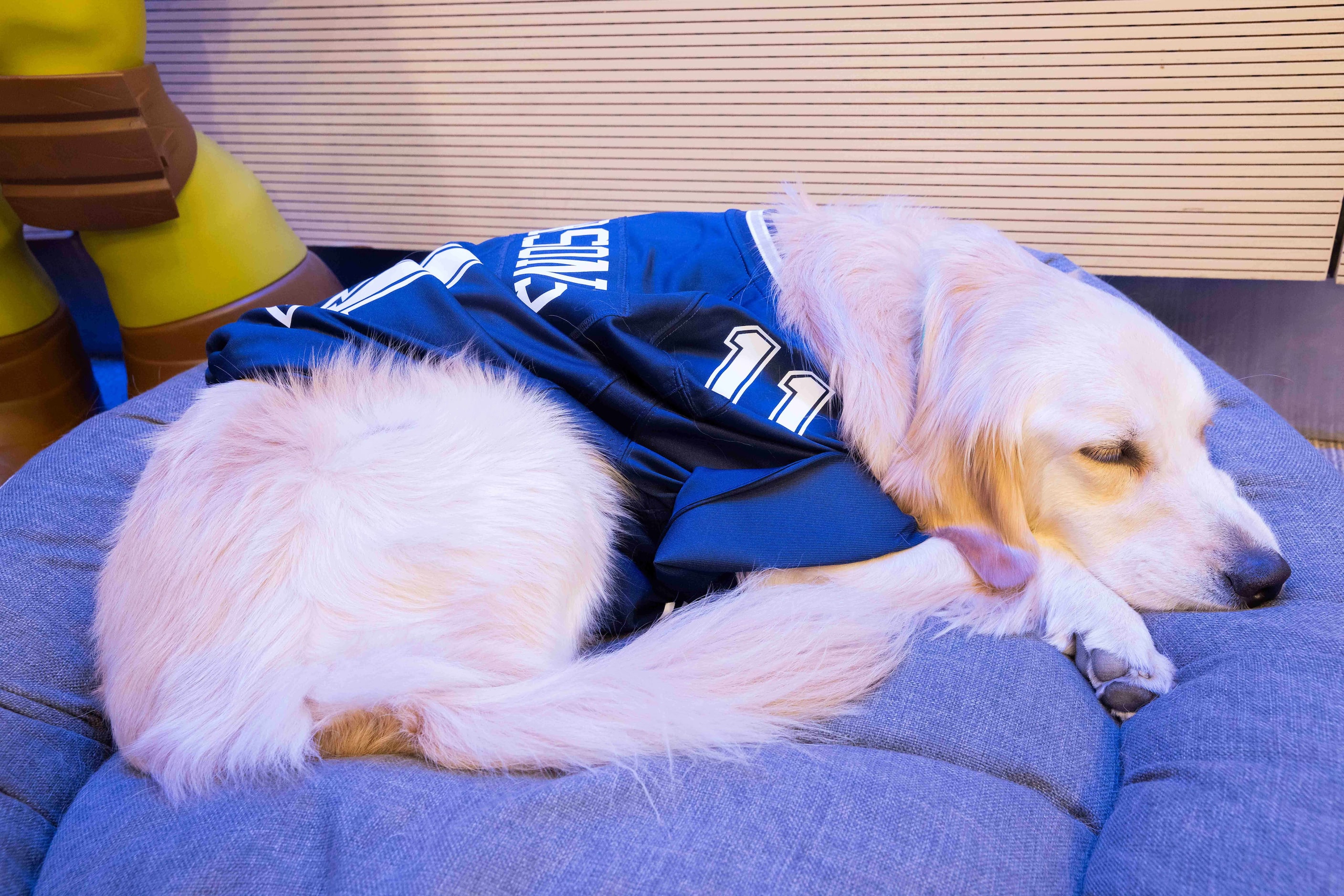 Hospital facility dog Maze takes a siesta in her Dallas Cowboys linebacker Micah Parsons...