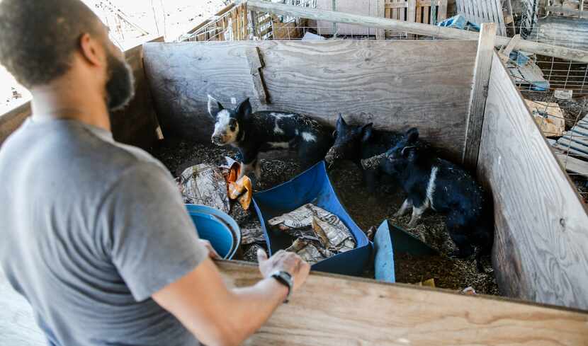 Jonathan Jackson of Berkshire Farms watches his pigs in the cattle shed at the Ferris farm....