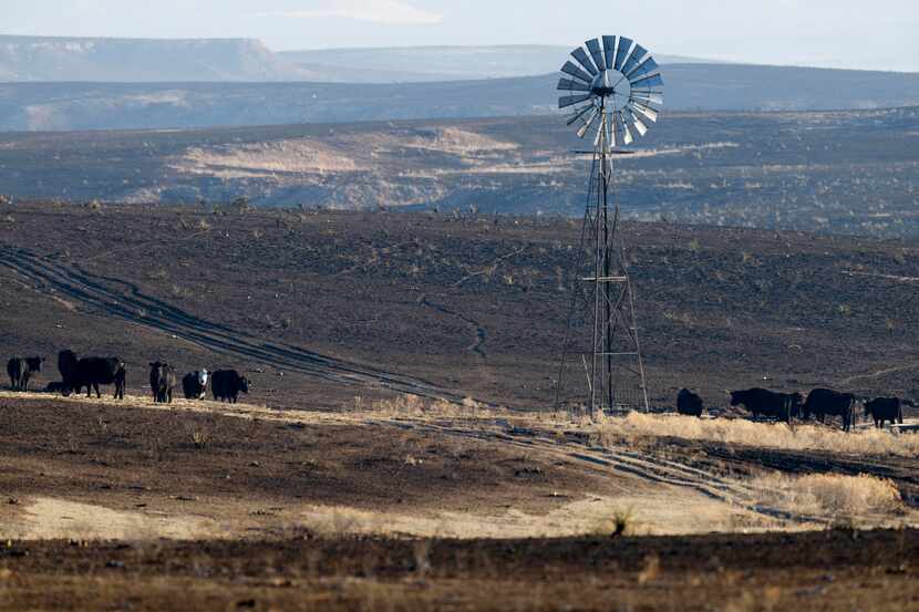 Cattle grazed near grasslands burned by the Smokehouse Creek Fire north of Pampa in Roberts...