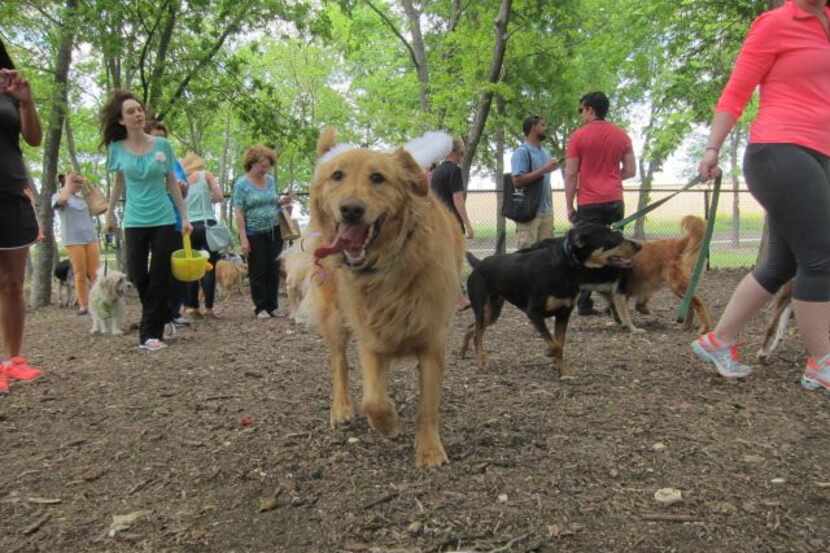 All friendly dogs are welcome at Golden Retriever Rescue of North Texas' egg hunt Sunday.