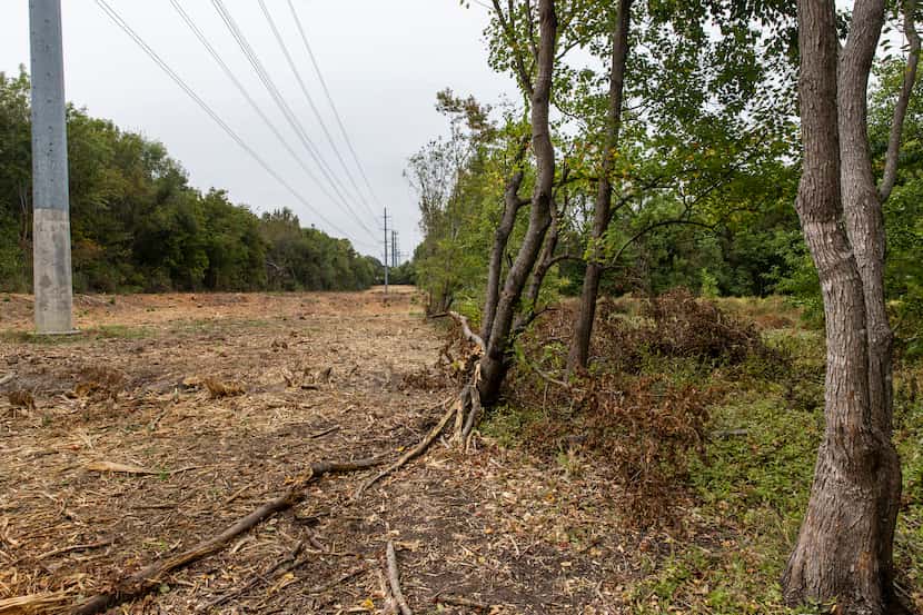 Mulched debris was all that remained Monday on a 3-acre stretch of Oncor right-of-way...