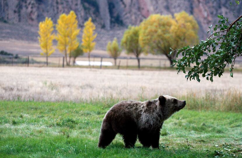 A grizzly bear cub searches for fallen fruit beneath an apple tree a few miles from the...